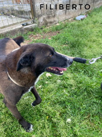 MAI SCELTI: CANI IN ADOZIONE - Foto 8