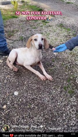 THEO IMPAURITO DAL CANILE CANE IN ADOZIONE - Foto 9