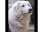 PASQUALE MERAVIGLIOSO; CANE IN ADOZIONE