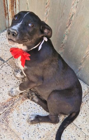 SALVIAMO BRUNELLA DAL CANILE! - Foto 4