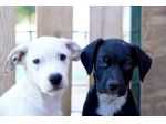 Milo e Ricky dolcissimi cuccioli in adozione