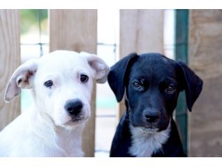 Milo e Ricky dolcissimi cuccioli in adozione