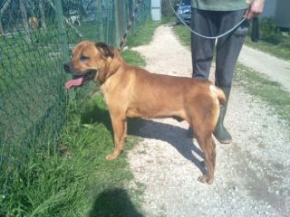 ARAGON, giovane pitbull
