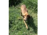 Artù segugio
