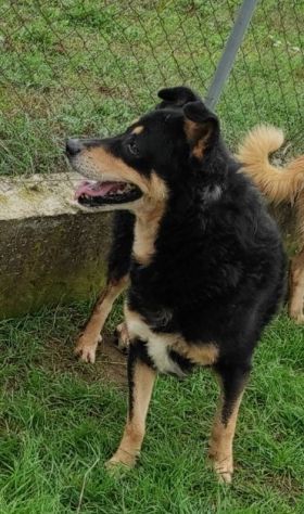 CAMBIA IL DESTINO DI CHI NON PUO' PARLARE, CANE IN ADOZIONE - Foto 7