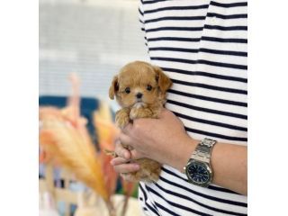 maltipoo
