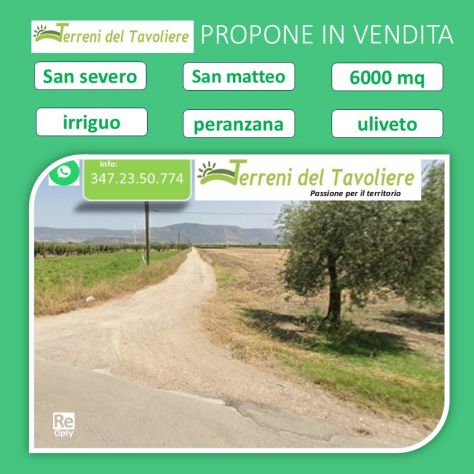 Località San Matteo - Uliveto 6000mq