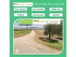 Località San Matteo - Uliveto 6000mq