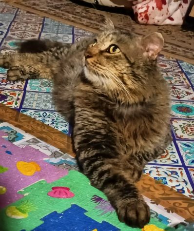 Micione tigrato pelo lungo mollato oltre 1anno fa Fiv+.CATANIA - Foto 3