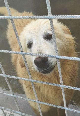CANE DA ADOTTARE - Foto 7