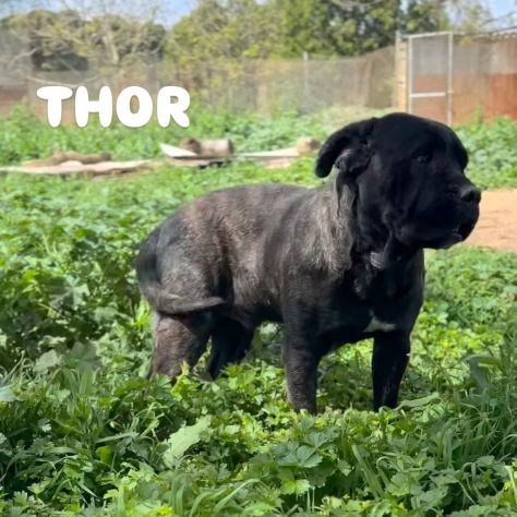 Thor e' buono e gentile cerca casa - Foto 3