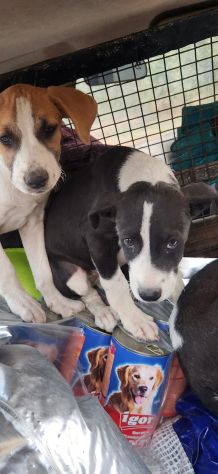 Pitbull Red Nose 2/3anni SALVATA CON 3CUCCIOLE 3MESI.COSENZA - Foto 2