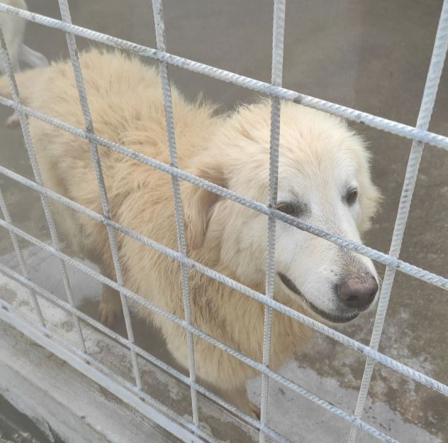 CANE DA ADOTTARE - Foto 10