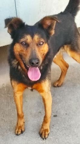 CANE IN ADOZIONE: GRISU' il lupetto abbandonato. - Foto 3