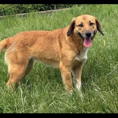 ZELDA E ZAC, la salvezza dall' oblio, CANI IN ADOZIONE TG MEDIO CONTENUTA - Foto 2