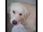 DEA GIOVANE E BELLISSIMA CAGNOLINA IN ADOZIONE
