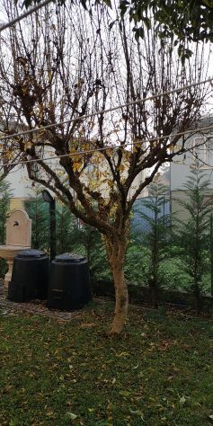 albero Melograno. - Foto 3
