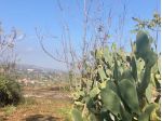 Vendesi terreno agricolo a Santa Venerina strada provinciale