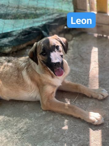 OBELIX,  LEON,  DARIO,  ASTERIX,  HEIDY CUCCIOLI IN ADOZIONE - Foto 2