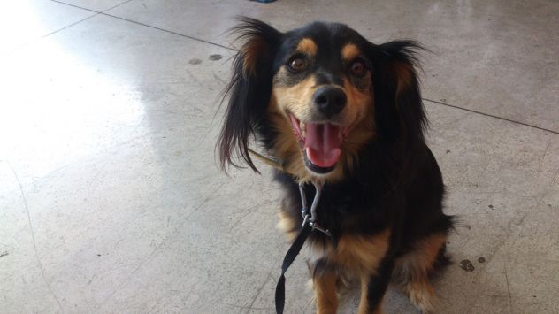 BIRILLO, tenero cagnolino - Foto 3
