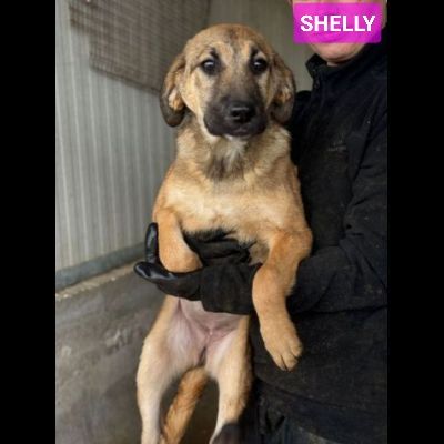 CUCCIOLI IN ADOZIONE: SHELLY ADORABILE LUPETTA TG MEDIA