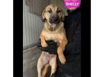 CUCCIOLI IN ADOZIONE: SHELLY ADORABILE LUPETTA TG MEDIA