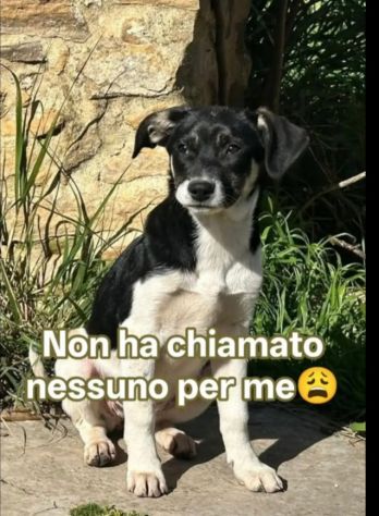 Pepe 6mesi futura tg media abbondante NESSUNA RICHIESTA.SICILIA