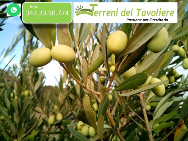Uliveto di 2,5 ettari in agro di San Severo, località Sant’Antonino - Foto 5