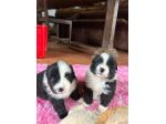 Border collie di alta genealogia