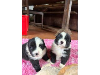Border collie di alta genealogia