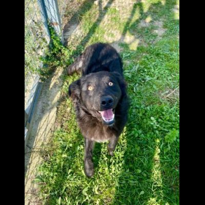 ADOTTA L' ALLEGRIA CAGNOLINO IN ADOZIONE - Foto 8