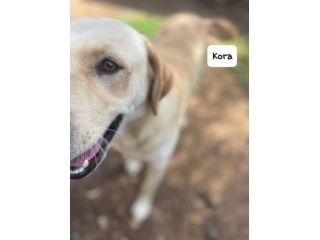 Kora simil labrador
