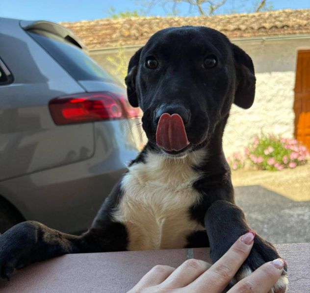 Pompea cucciola