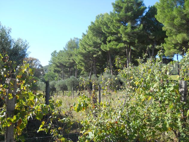 Pineta mq 4.000 Piombino (li) a 2 km da Baratti - Foto 4