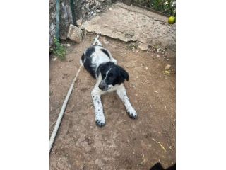Zorro cucciolo