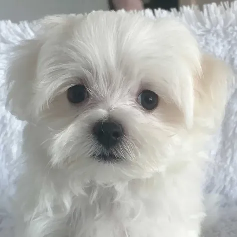 maltese piccoli toy