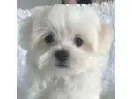 maltese piccoli toy