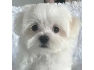 maltese piccoli toy