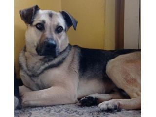 TANGO, cagnolino salvato da un canile lager, ora è a Milano