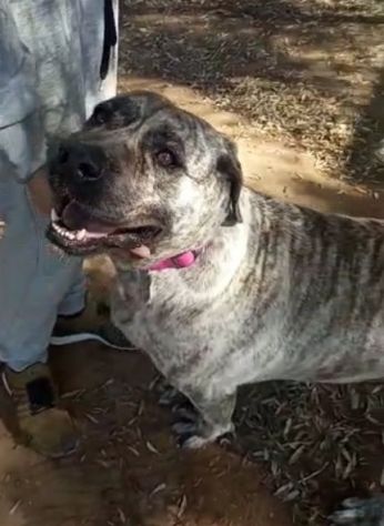 Simil Corso 4anni tigrata trovata al sud magrissima,buonissima SOS AIUTI ROMA - Foto 4