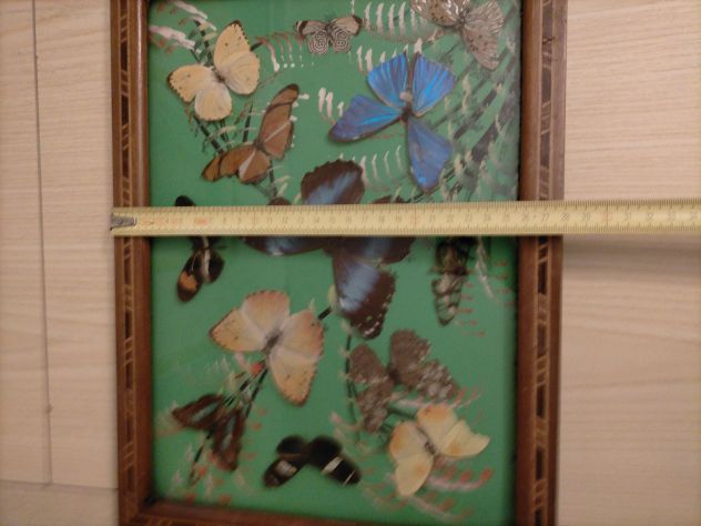 Vassoio in legno con interno farfalle vere - Foto 2
