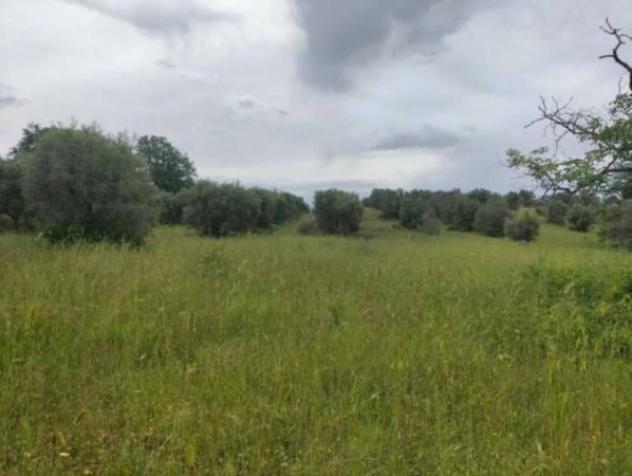 Immobile in asta di 23396 m² in vendita a Ficulle - Foto 8