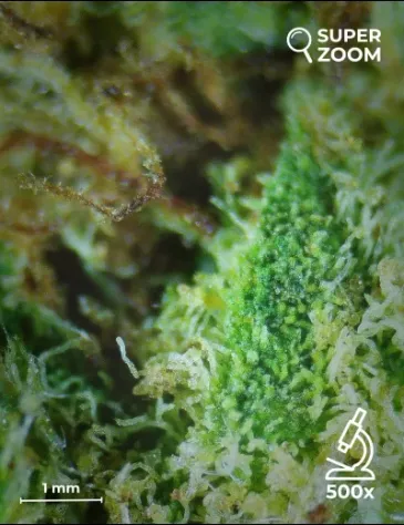 Lemon Haze - Foto 4