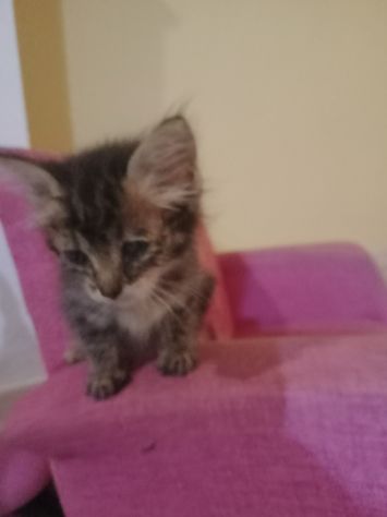 Micetto dolcissimo - Foto 2