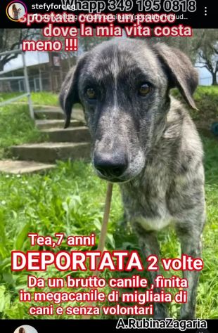 TEA TIMIDA CAGNOLINA IN ADOZIONE - Foto 7