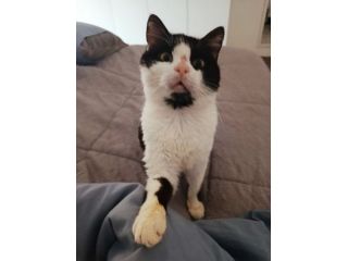regalo gattino dolcissimo