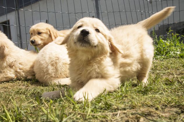 GOLDEN RETRIEVER CUCCIOLI - Foto 2