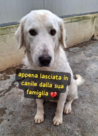 ROSE 3 ANNI TAGLIA MEDIA GRANDE IN CANILE - Foto 3