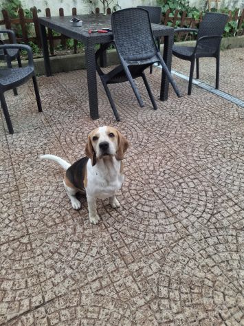 Alvin: nonnino Beagle dolcissimo. Lo cedono - Foto 9