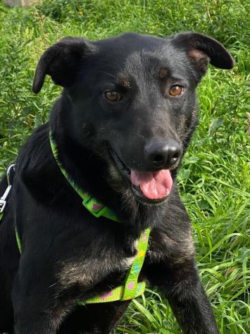 Amos da cucciolo vive in canile - Foto 3